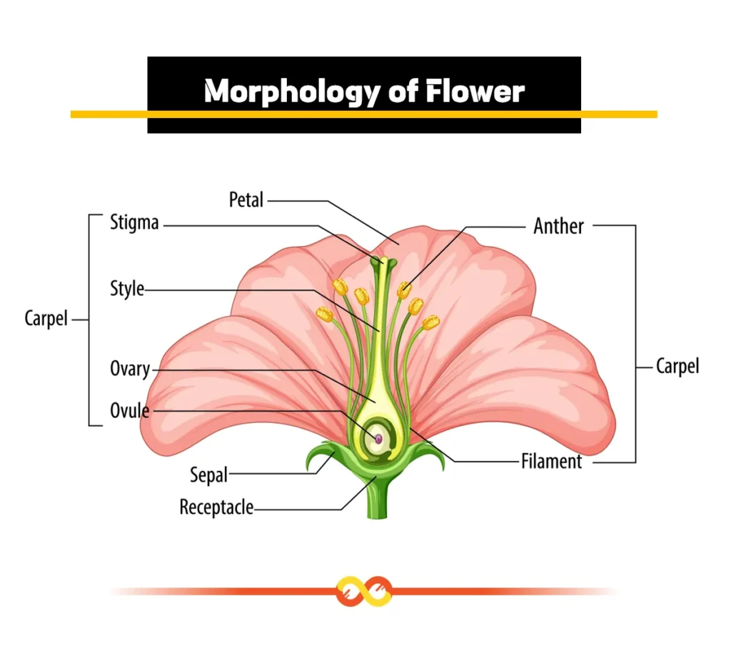 Morphology of Flowers Morphology of Flowers