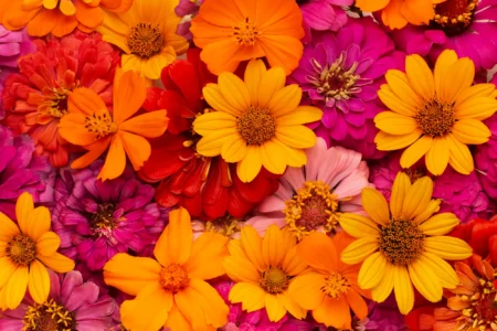 Morphology of Flowers Featured Image