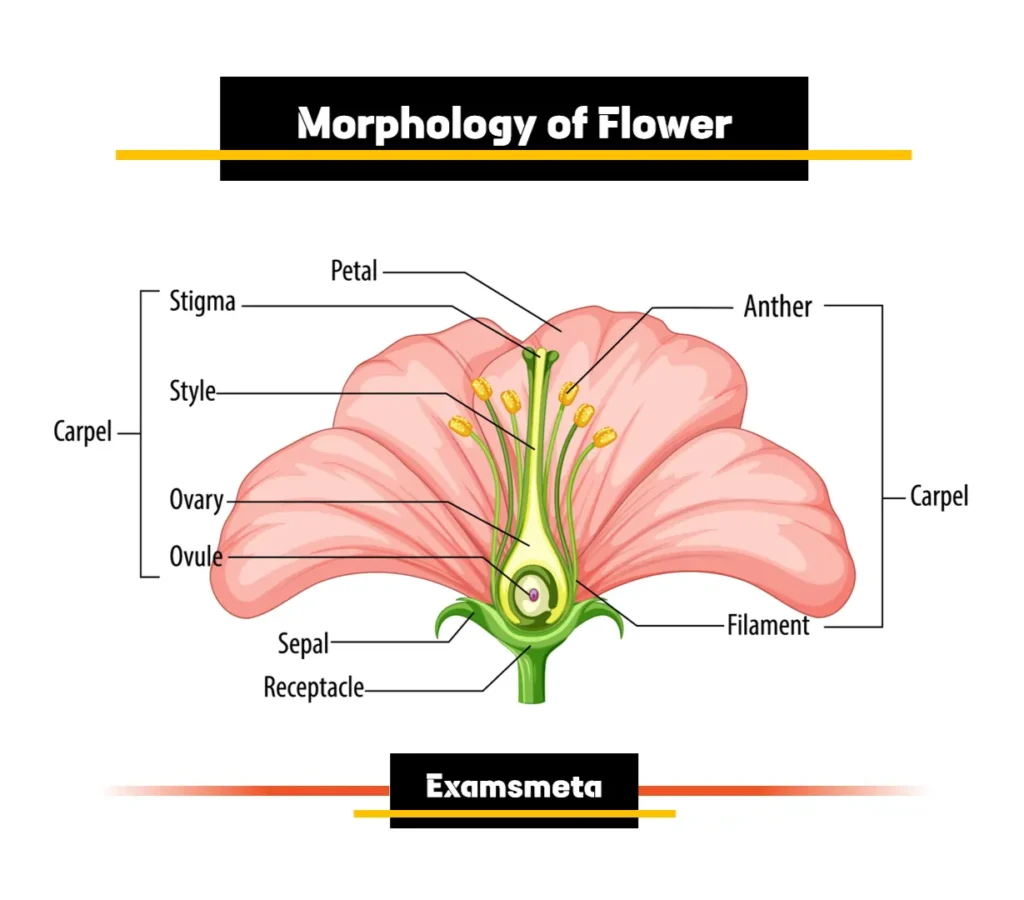 Parts and Morphology of a Flower Parts and Morphology of a Flower