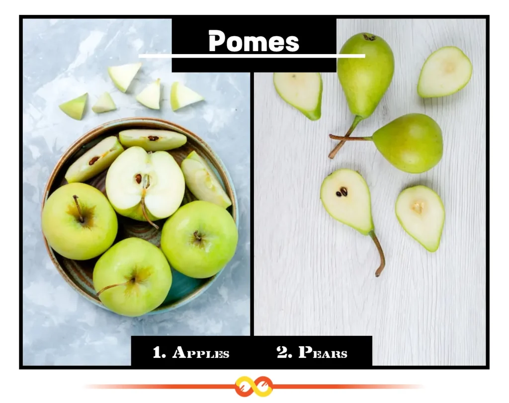 Pomes (Composite Fruits with Lasting Appeal), Apples and Pears Pomes (Composite Fruits with Lasting Appeal), Apples and Pears
