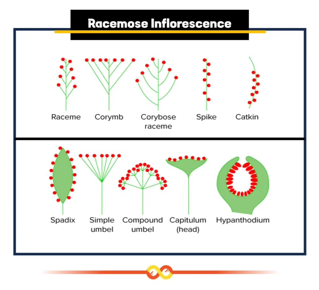 Racemose Inflorescence