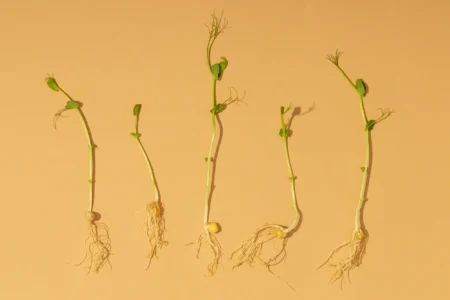Seeds of Flowering Plants