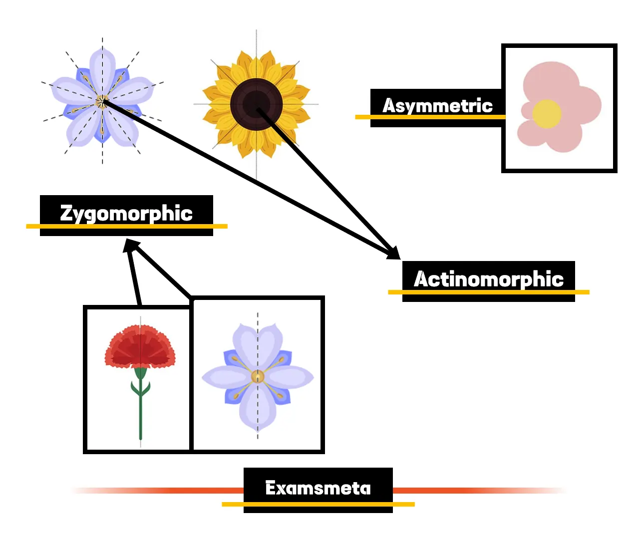 Symmetry in Flowers: Evolutionary Beauty and Ecological Significance 1 Symmetry in Flowers: Actinomorphic, Zygomorphic, and Asymmetric.