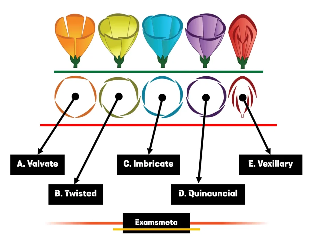 Types of Aestivation in Floral Buds Types of Aestivation in Floral Buds