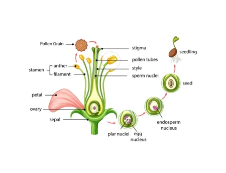 Androecium: The Male Reproductive Powerhouse of Flowers Androecium: The Male Reproductive Powerhouse of Flowers Featured Image