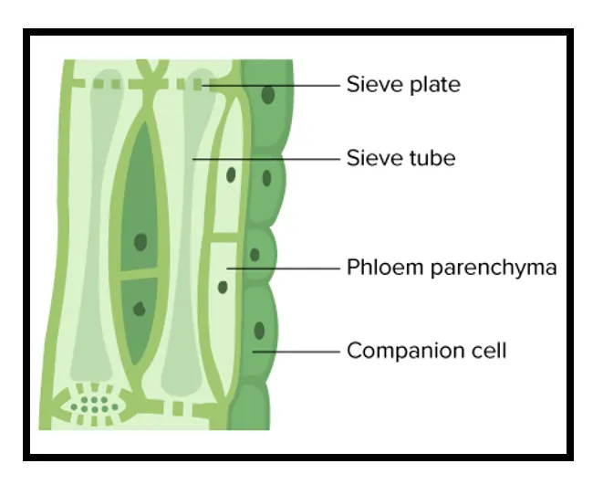 Cellular Components of Phloem Tissue Cellular Components of Phloem Tissue