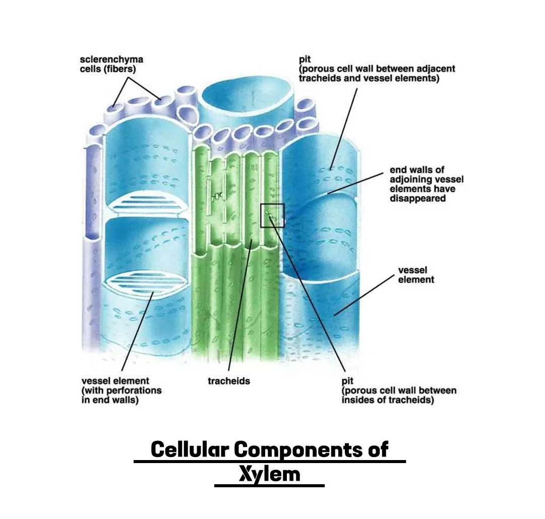 Cellular Components of Xylem Cellular Components of Xylem