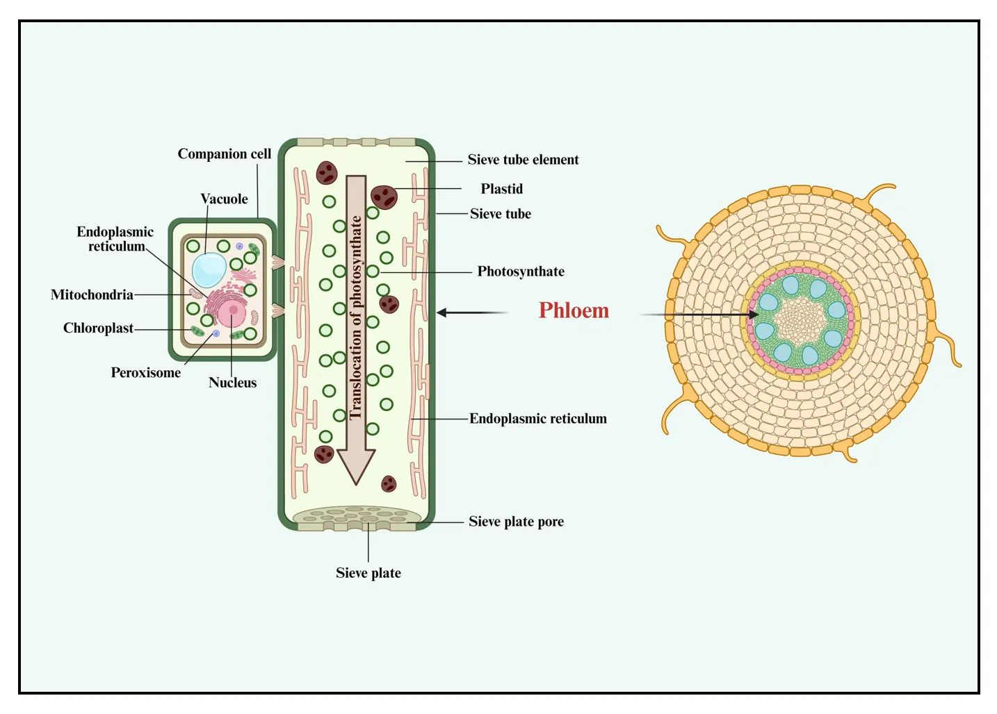 Cellular Components of a Phloem Tissue Cellular Components of a Phloem Tissue