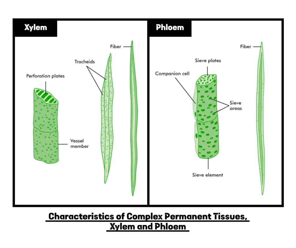 Characteristics of Complex Permanent Tissues: Xylem and Phloem