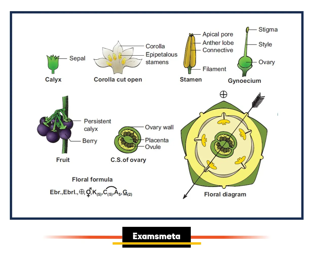 Characters of a family Solanaceae Characters of a family Solanaceae