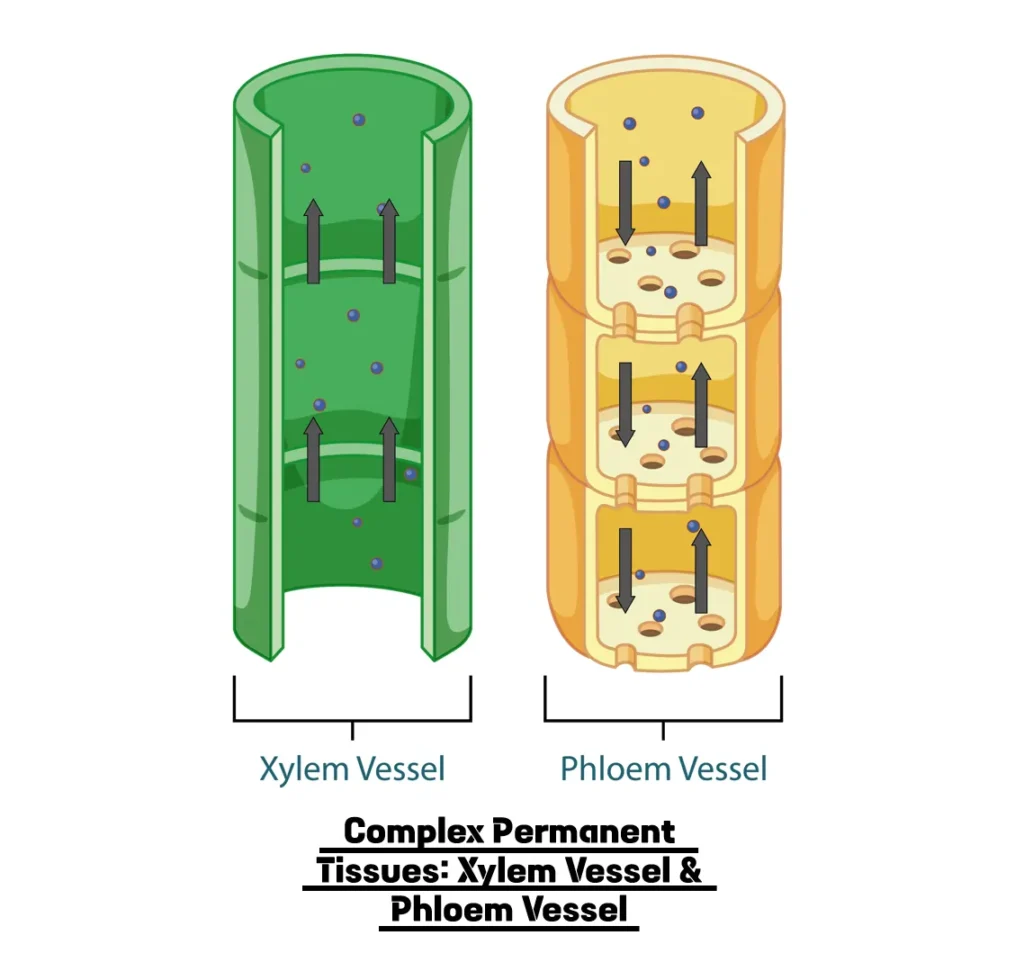Complex Permanent Tissues: Xylem Vessel & Phloem Vessel Complex Permanent Tissues: Xylem Vessel & Phloem Vessel