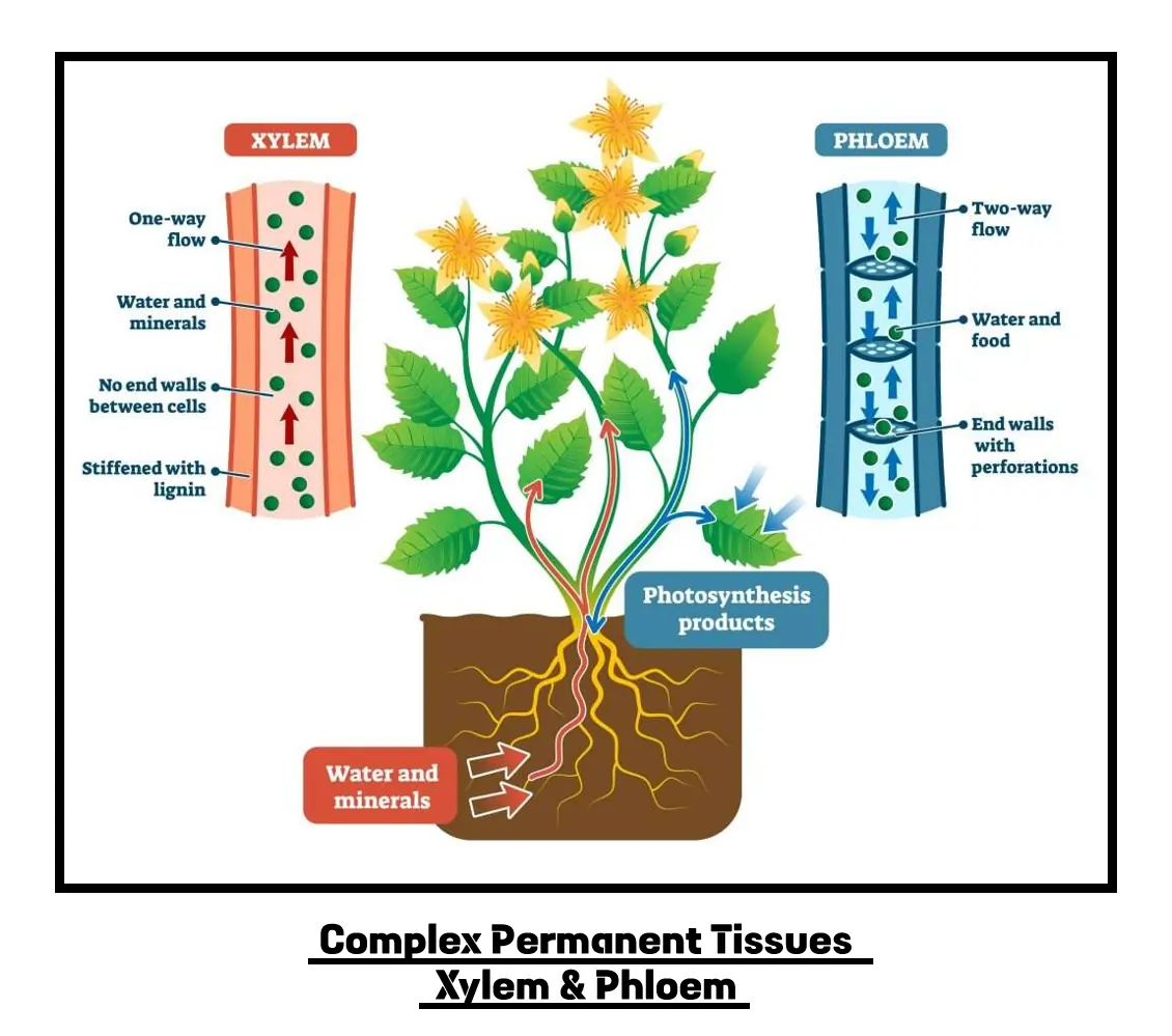 Complex Permanent Tissues: Xylem and Phloem Complex Permanent Tissues: Xylem and Phloem