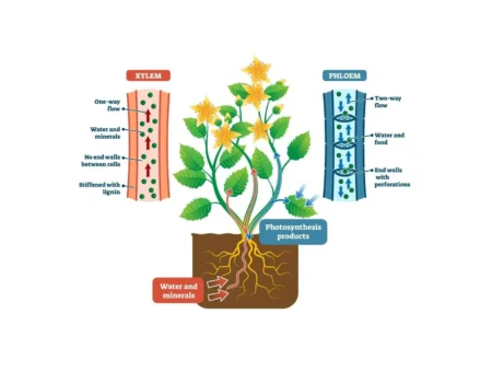 Complex Permanent Tissues in Plants Featured Image