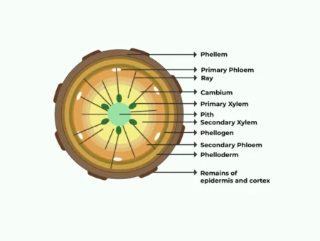 Cork Cambium: The Architect of Plant Protection and Growth