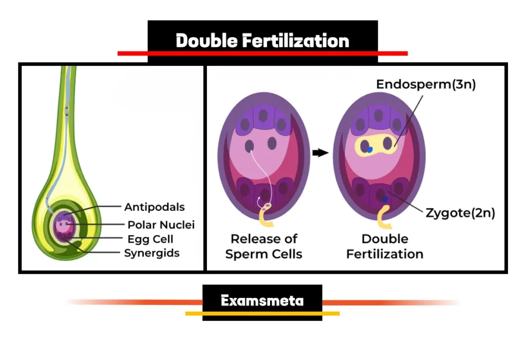 Diagram of Double Fertilization Diagram of Double Fertilization
