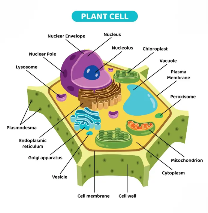 Diagram of a Plant Cell Diagram of a Plant Cell