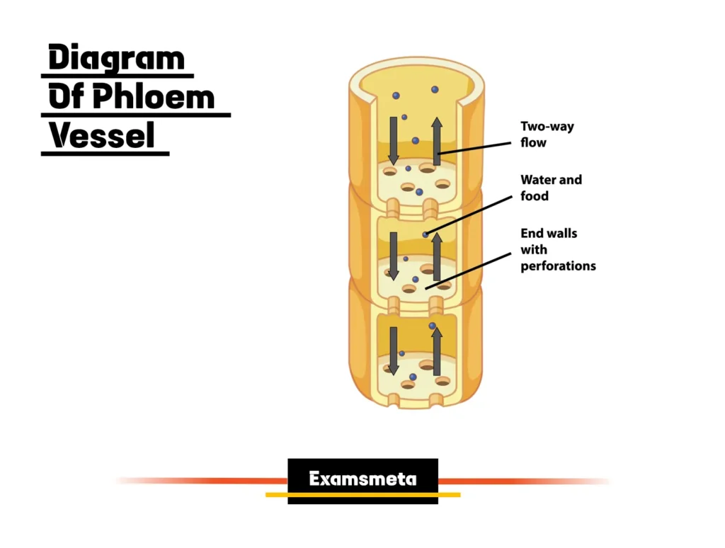 Phloem: A Comprehensive Overview of the Lifeblood of Plant Nutrient Transport 1 Diagram of a Phloem Vessel