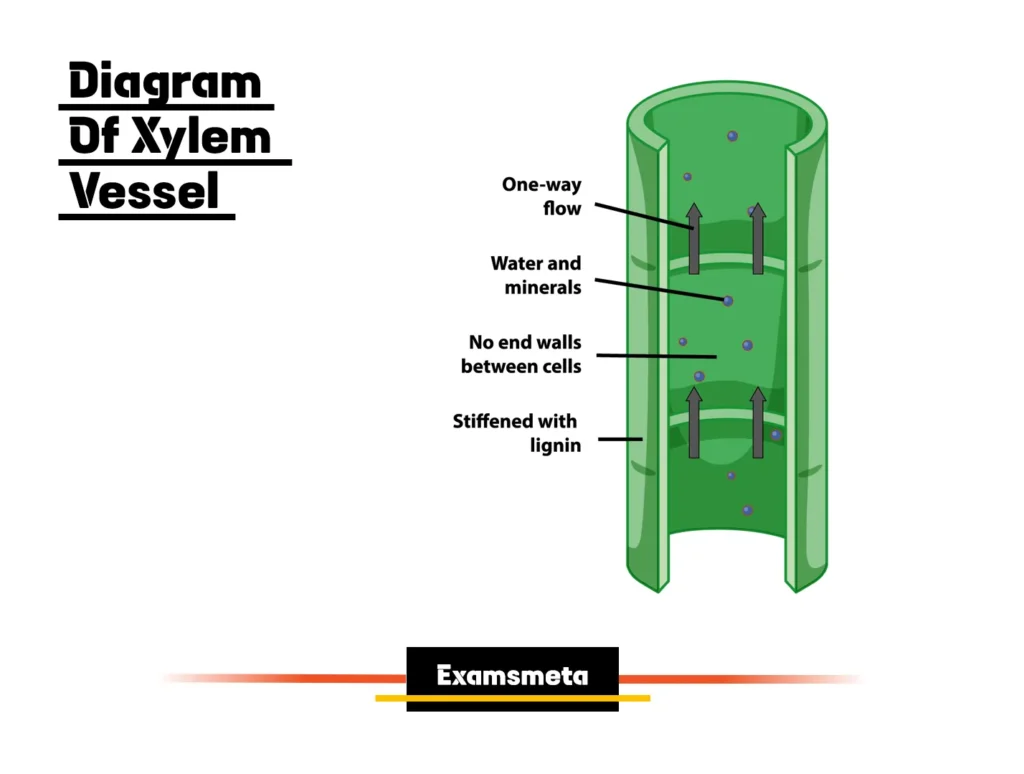 Diagram of an Xylem Vessel Diagram of an Xylem Vessel
