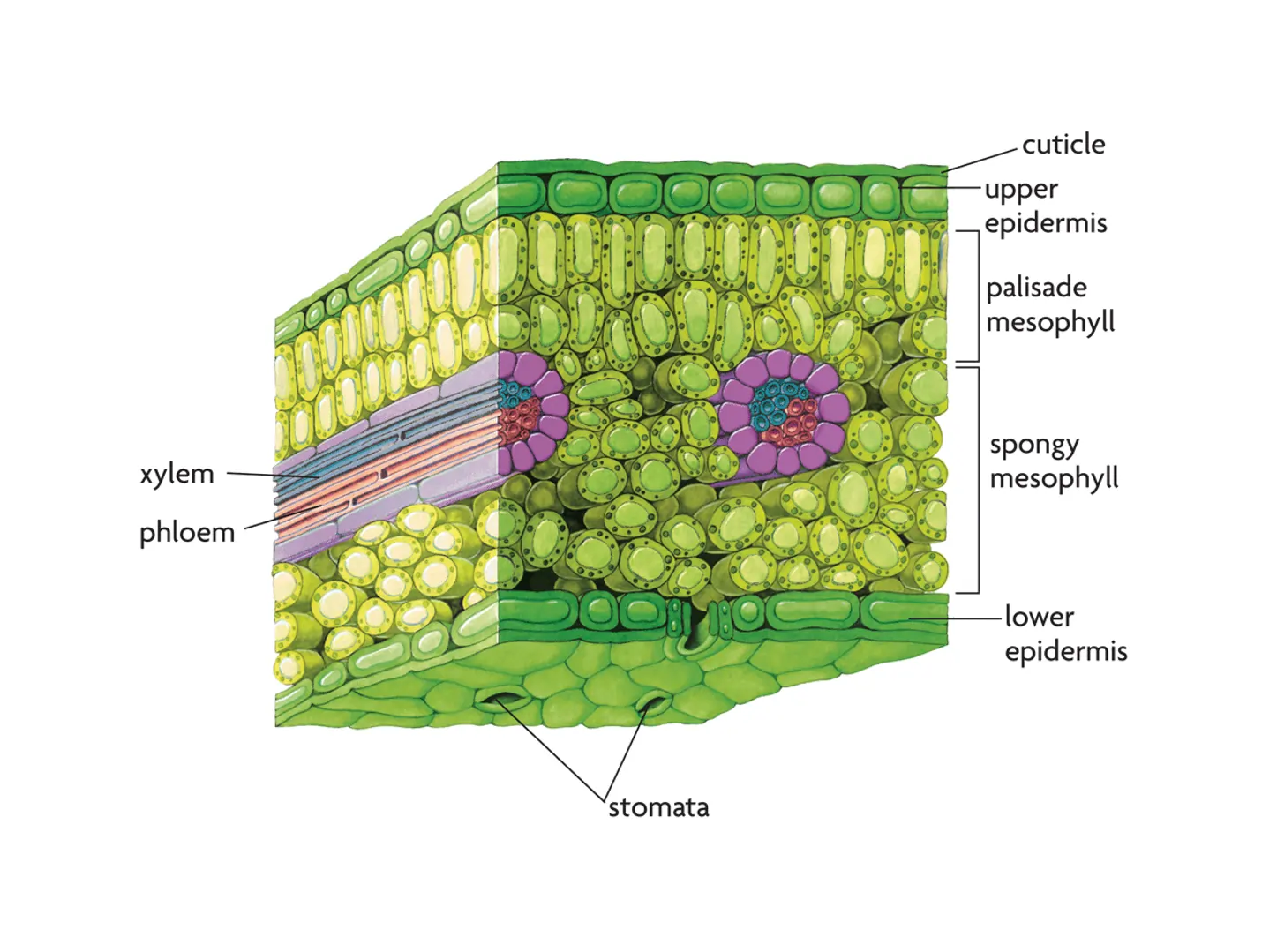 Dorsiventral Leaf (Dicot Leaf) Dorsiventral Leaf (Dicot Leaf)