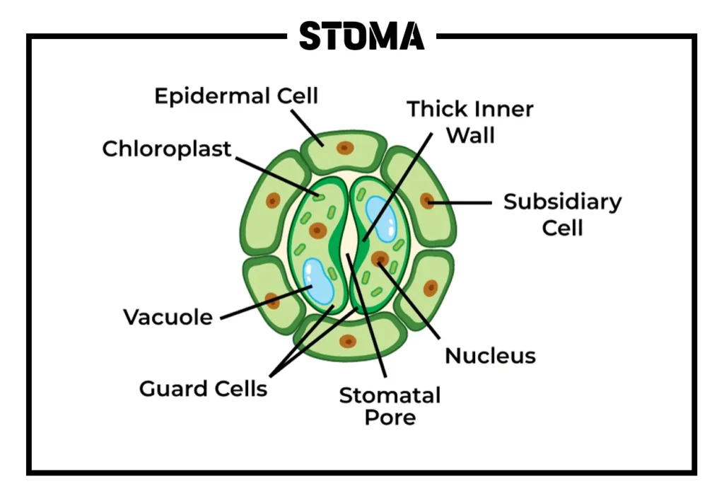 Stoma (Epidermal Tissue System) Stoma (Epidermal Tissue System)