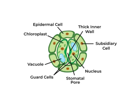 Epidermal Tissue System in Plants