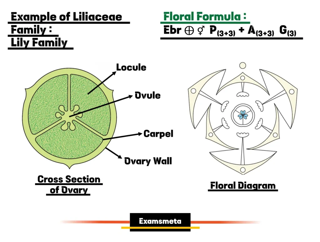 Lily Family Floral Diagram, Cross Section of Ovary, and Floral Formula. Example of Liliaceae Family: Lily Family Floral Diagram, Cross Section of Ovary, and Floral Formula.