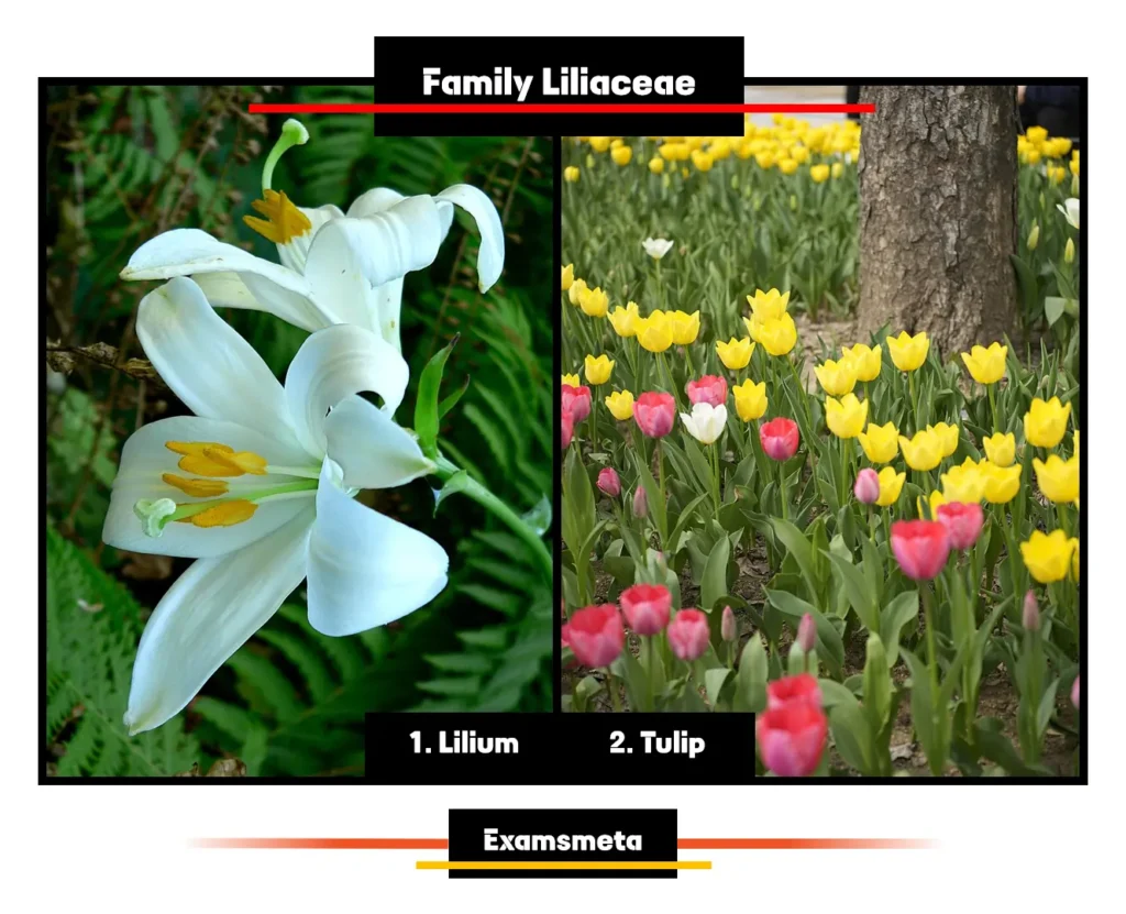 Examples of Liliaceae Family Examples of Liliaceae Family