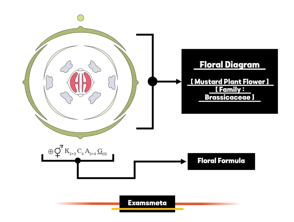 Floral Diagram and Floral Formula of Mustard Plant Flower, an example of Brassicaceae Family. Floral Diagram and Floral Formula of Mustard Plant Flower, an Example of Brassicaceae Family