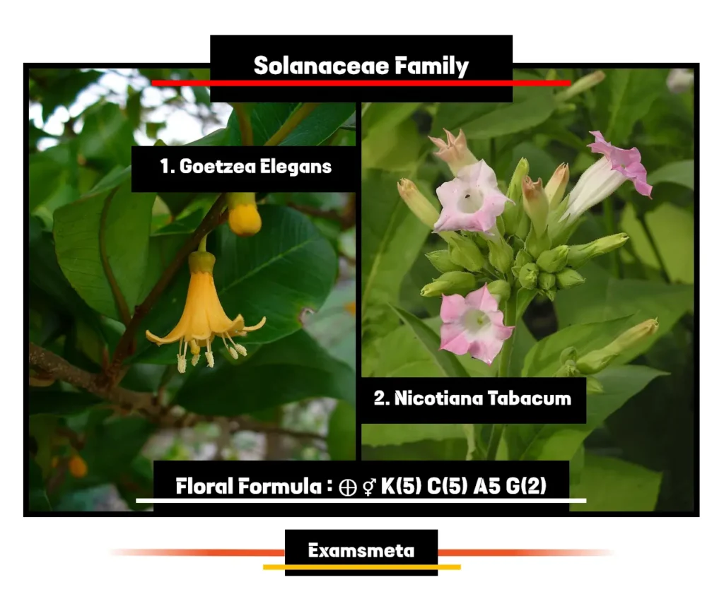 Solanaceae Family Solanaceae Family: Goetzea Elegans, Nicotiana Tabacum