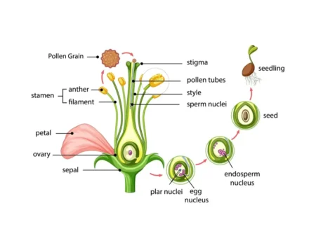 Gynoecium: The Female Reproductive Core of Flowering Plants Gynoecium: The Female Reproductive Core of Flowering Plants Featured Image