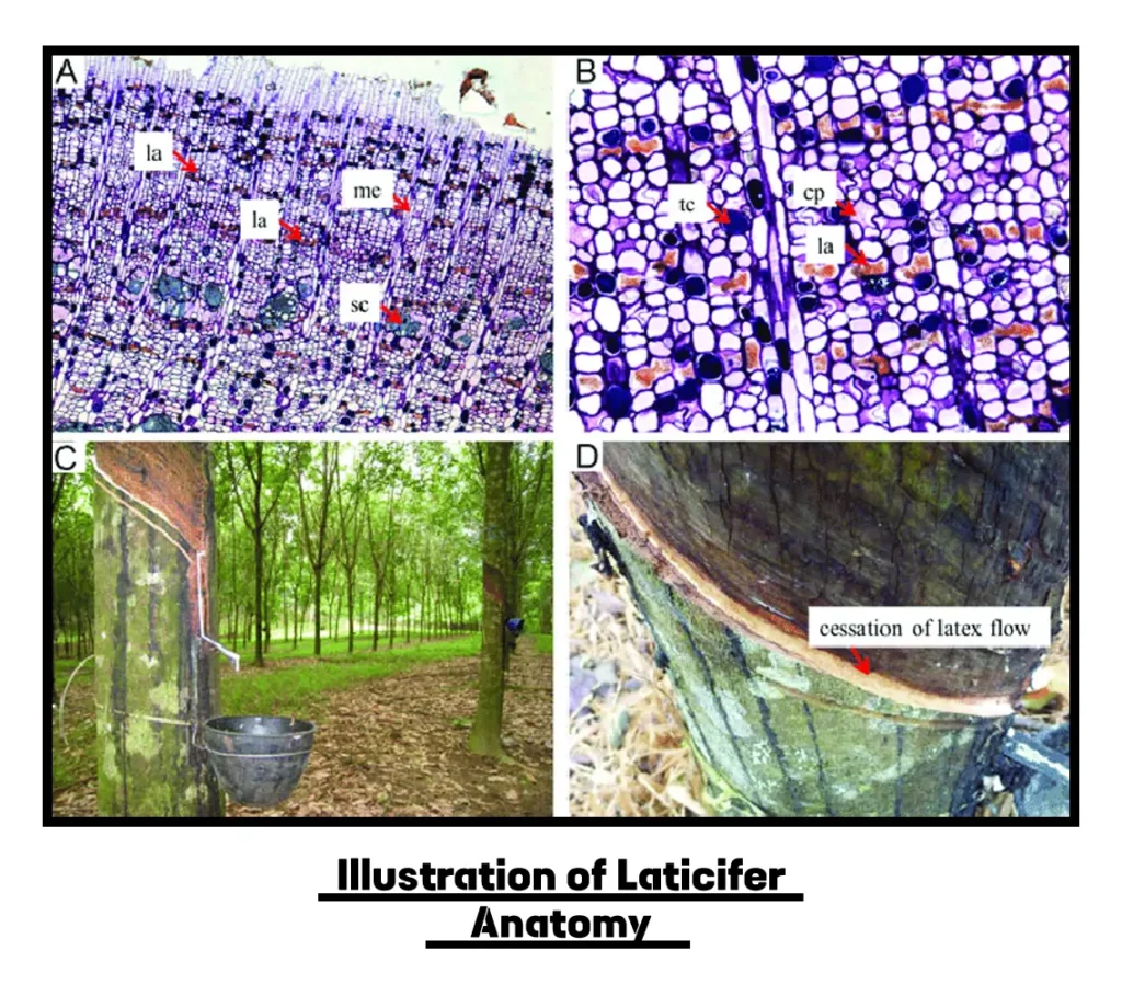 Illustration of Laticifer Anatomy Illustration of laticifer anatomy