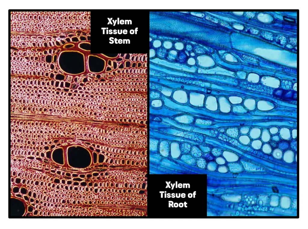 Image of an Xylem Tissue of Stem and Root Image of an Xylem Tissue of Stem and Root