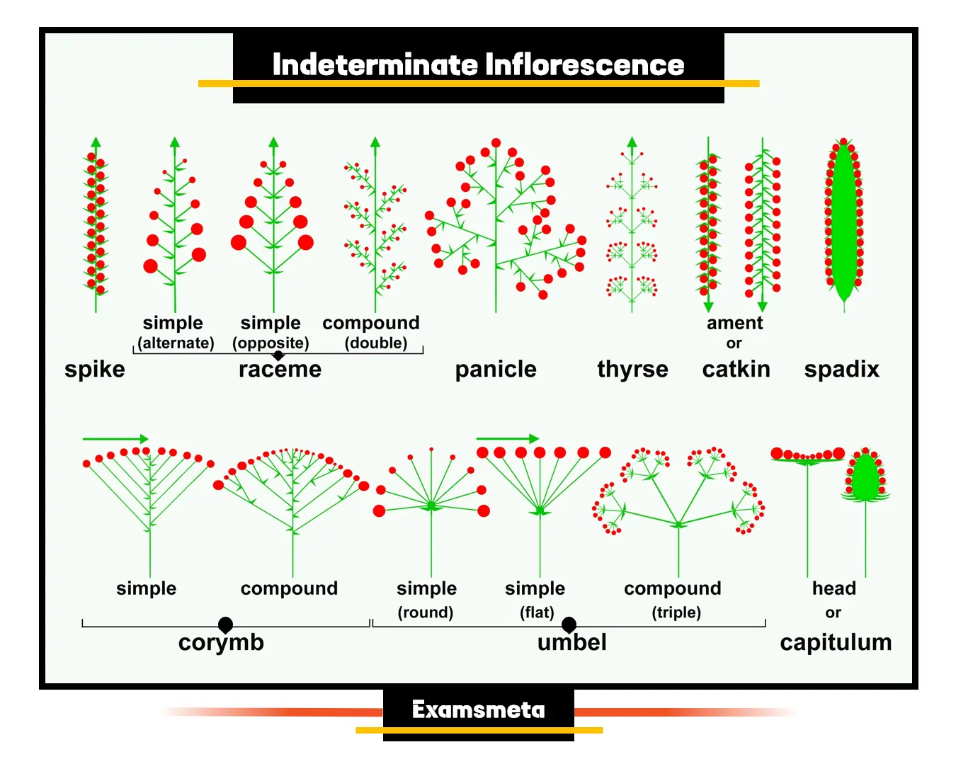 Indeterminate Inflorescence Indeterminate Inflorescence Diagrammatic Representation