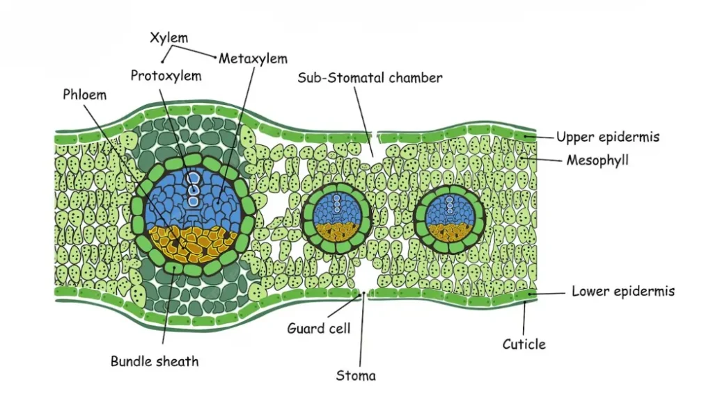 Isobilateral Leaf (Monocotyledonous Leaf) Isobilateral Leaf (Monocotyledonous Leaf)