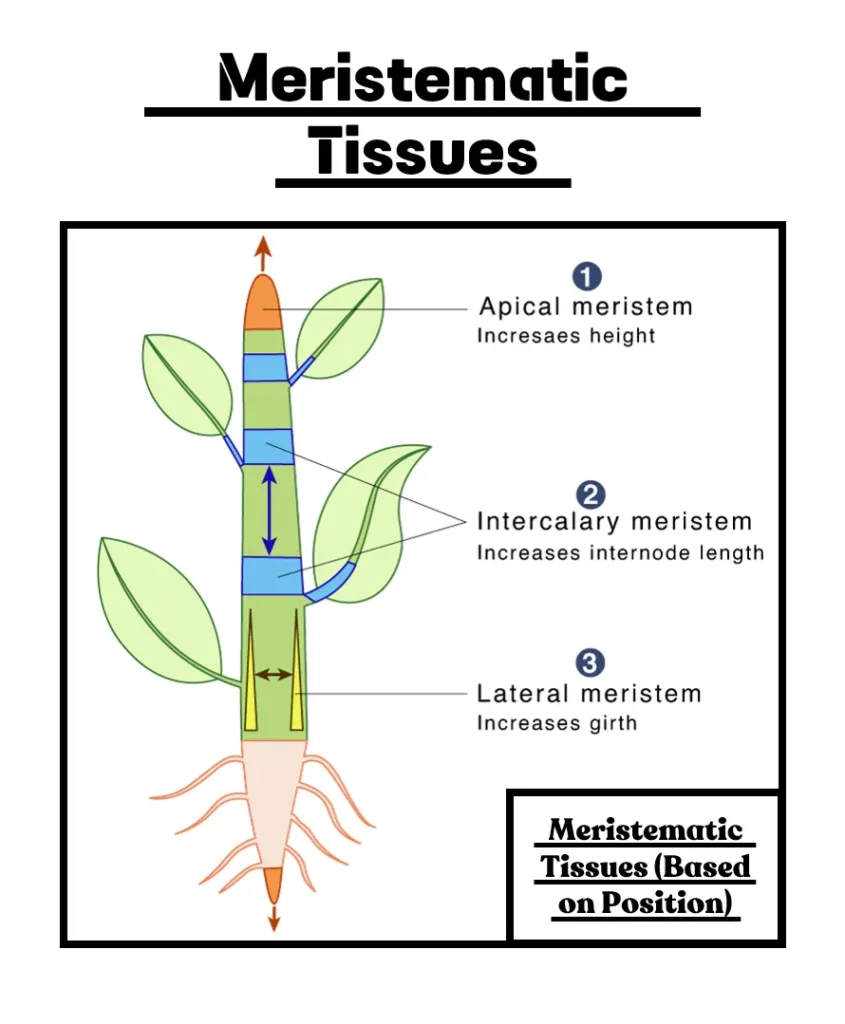 Meristematic Tissues Based on Position Meristematic Tissues Based on Position