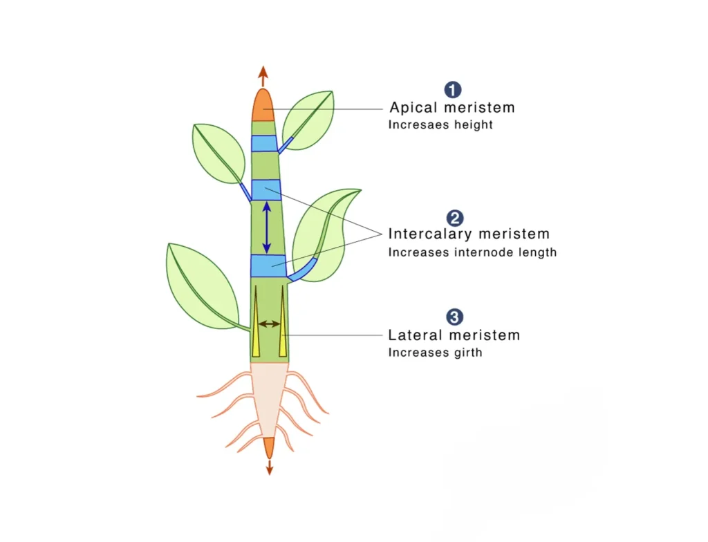 Meristematic Tissues in Plant Growth Meristematic Tissues in Plant Growth