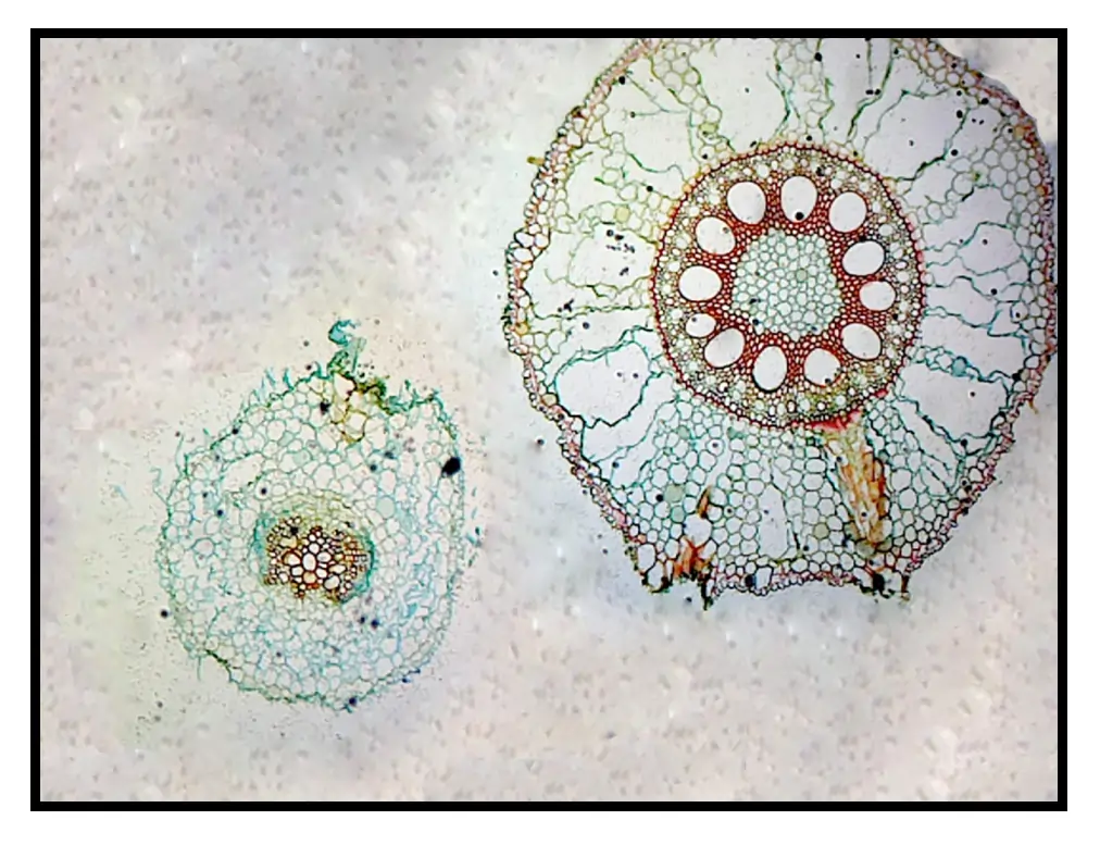 Microscopic Slide of Monocot Root and Dicot Root Microscopic Slide of Monocot Root and Dicot Root