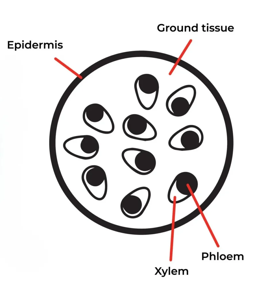 Monocot Stem Diagram Monocot Stem Diagram