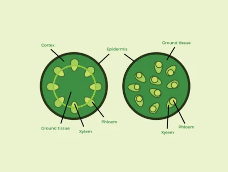 Monocot and Dicot Stems: Structure, Characteristics, and Examples