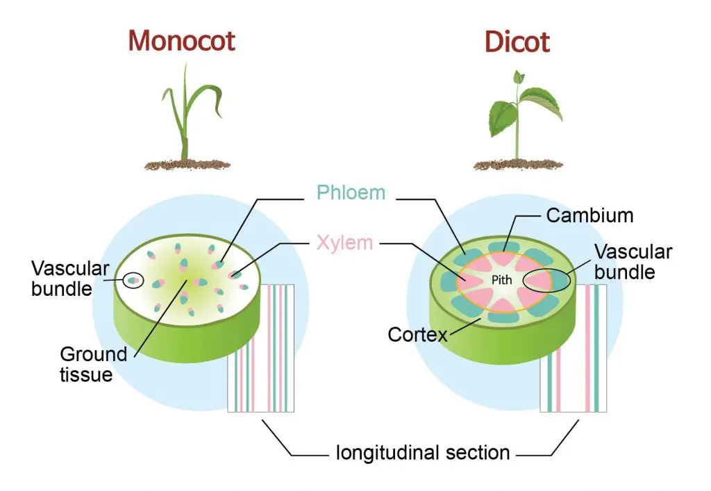Monocot and Dicot Stems Monocot and Dicot Stems