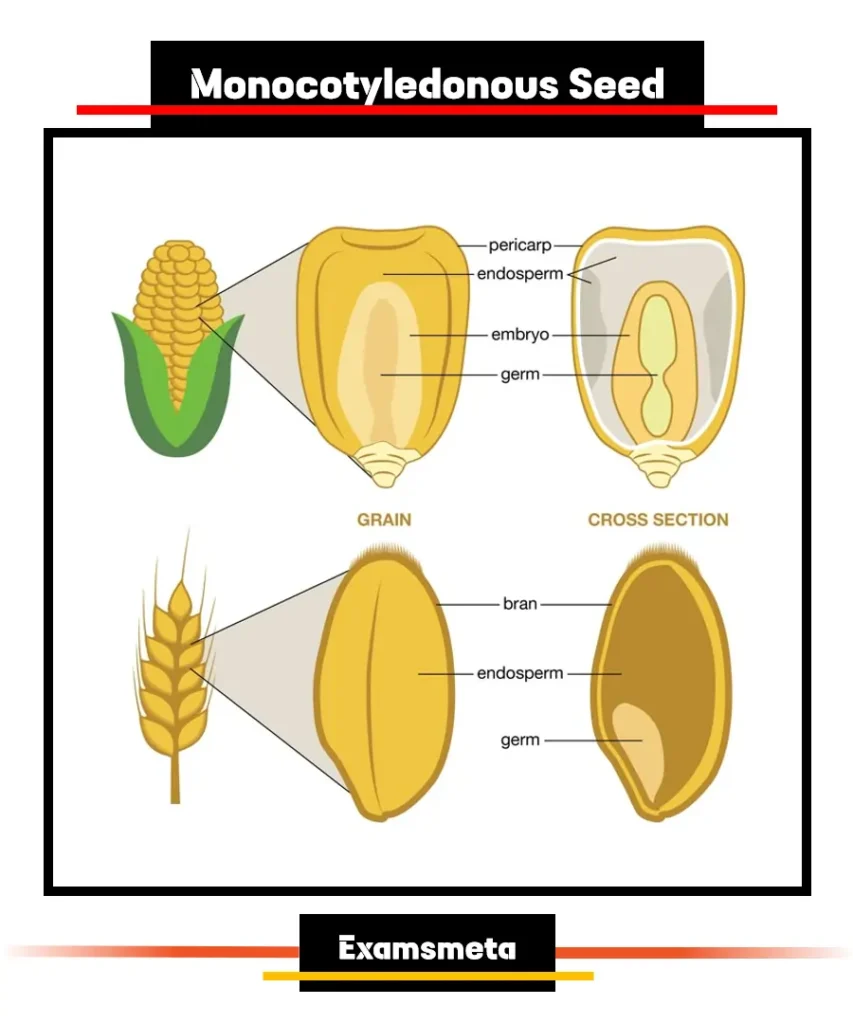 Monocotyledonous Seed (Corn and Wheat) Monocotyledonous Seed (Corn and Wheat)