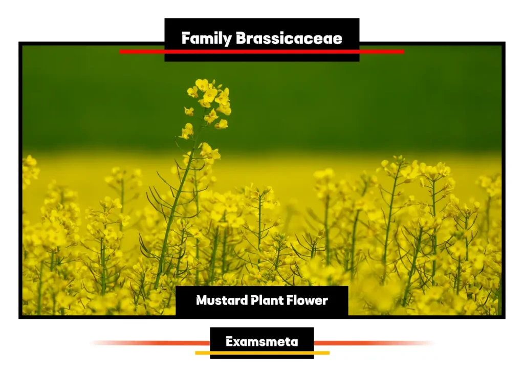 Mustard Plant Flower Mustard Plant