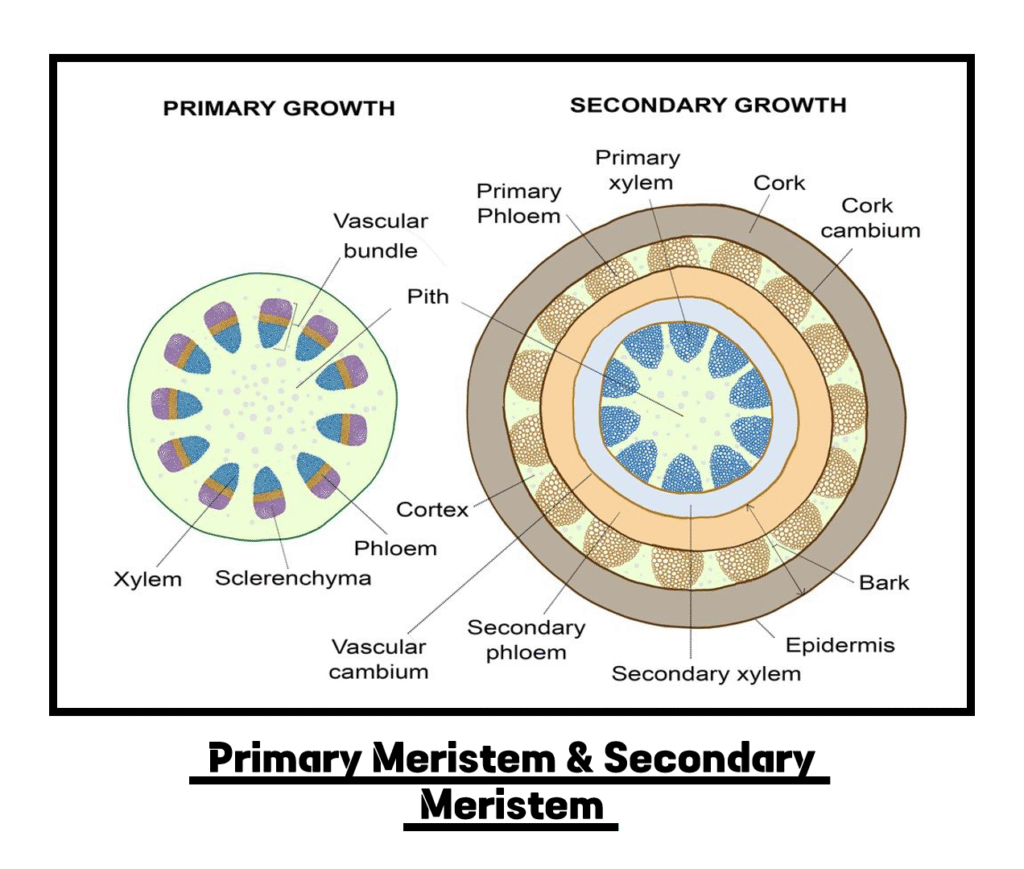 Primary Growth and Secondary Growth of Meristematic Tissues Primary Growth and Secondary Growth of Meristematic Tissues