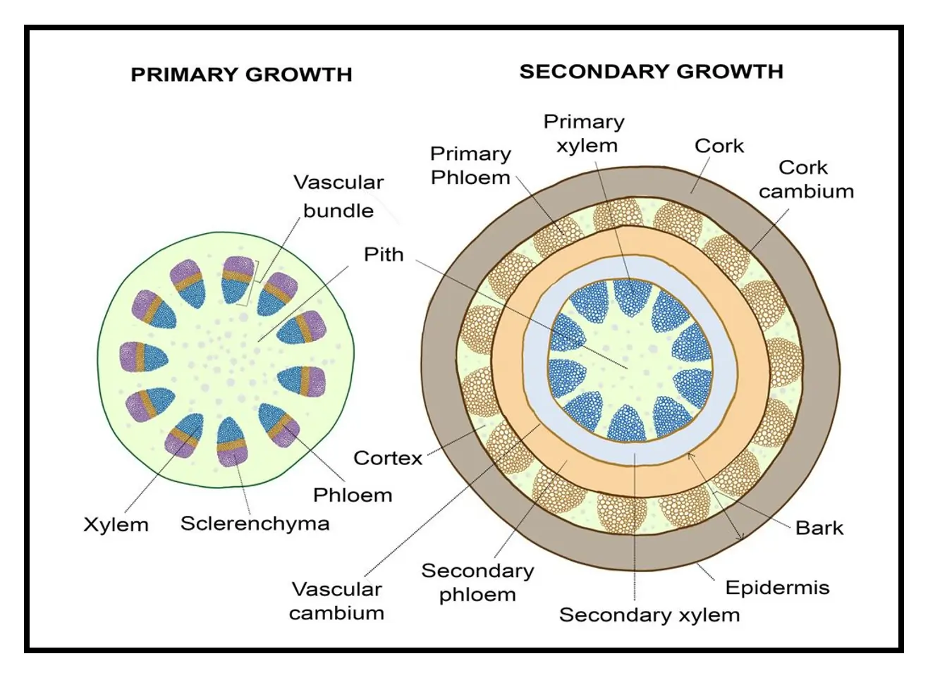 Primary and Secondary Growth in Plants Primary and Secondary Growth in Plants