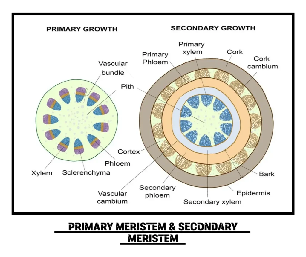 Primary and Secondary Growth of Meristematic Tissues Primary and Secondary Growth of Meristematic Tissues