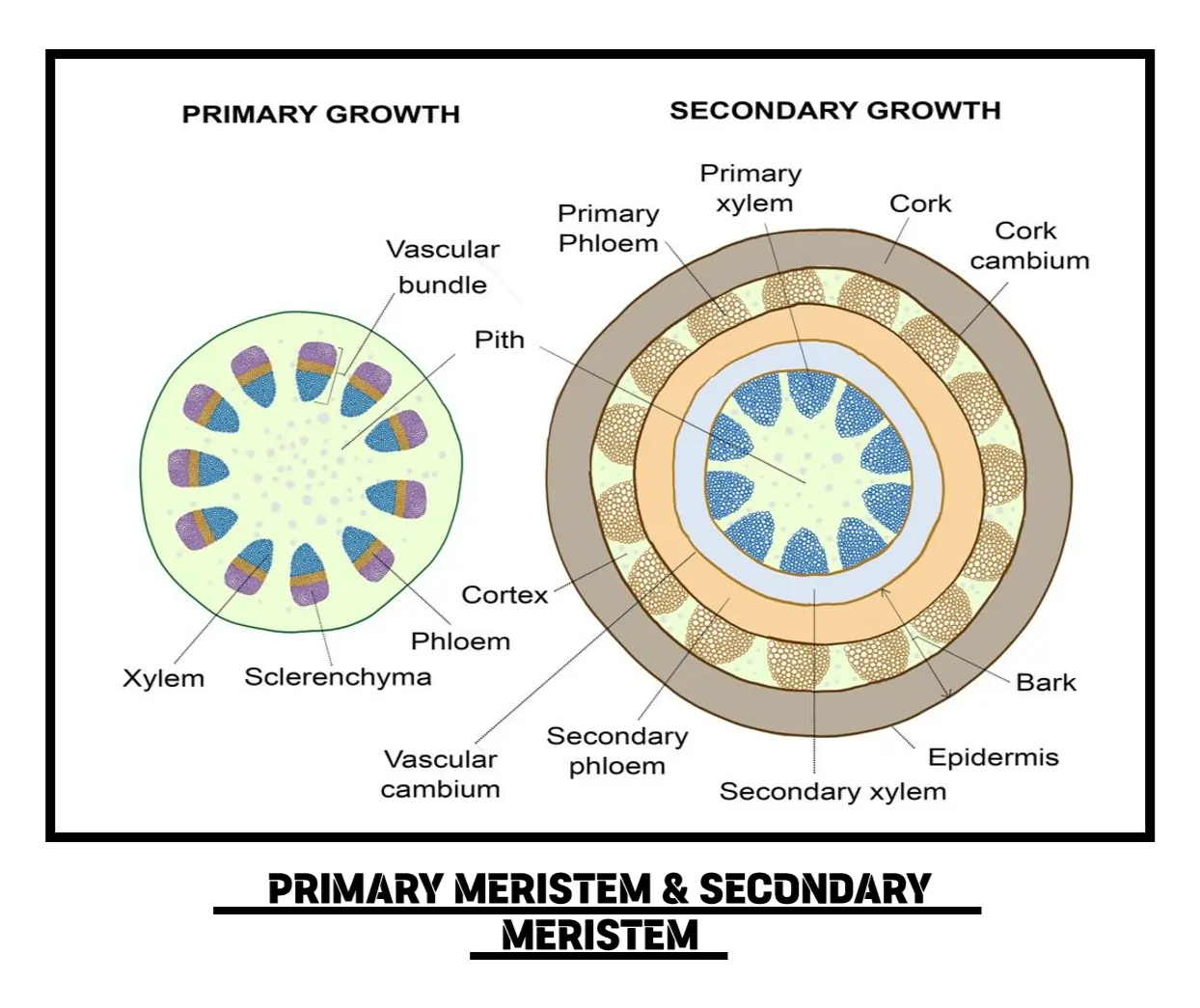 Primary and Secondary Growth of Meristematic Tissues