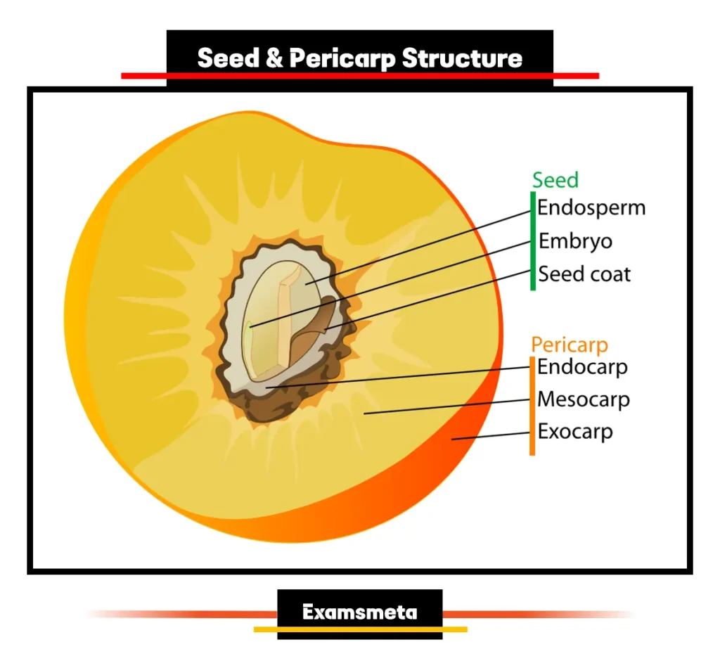 Seed and Pericarp Structure Seed and Pericarp Structure