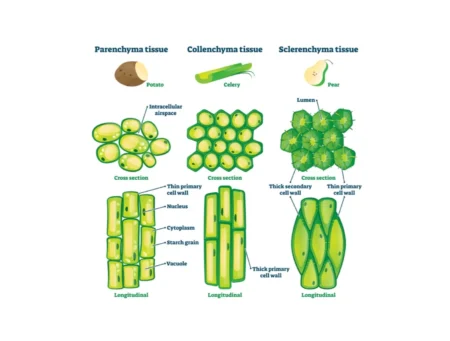 Simple Permanent Tissues