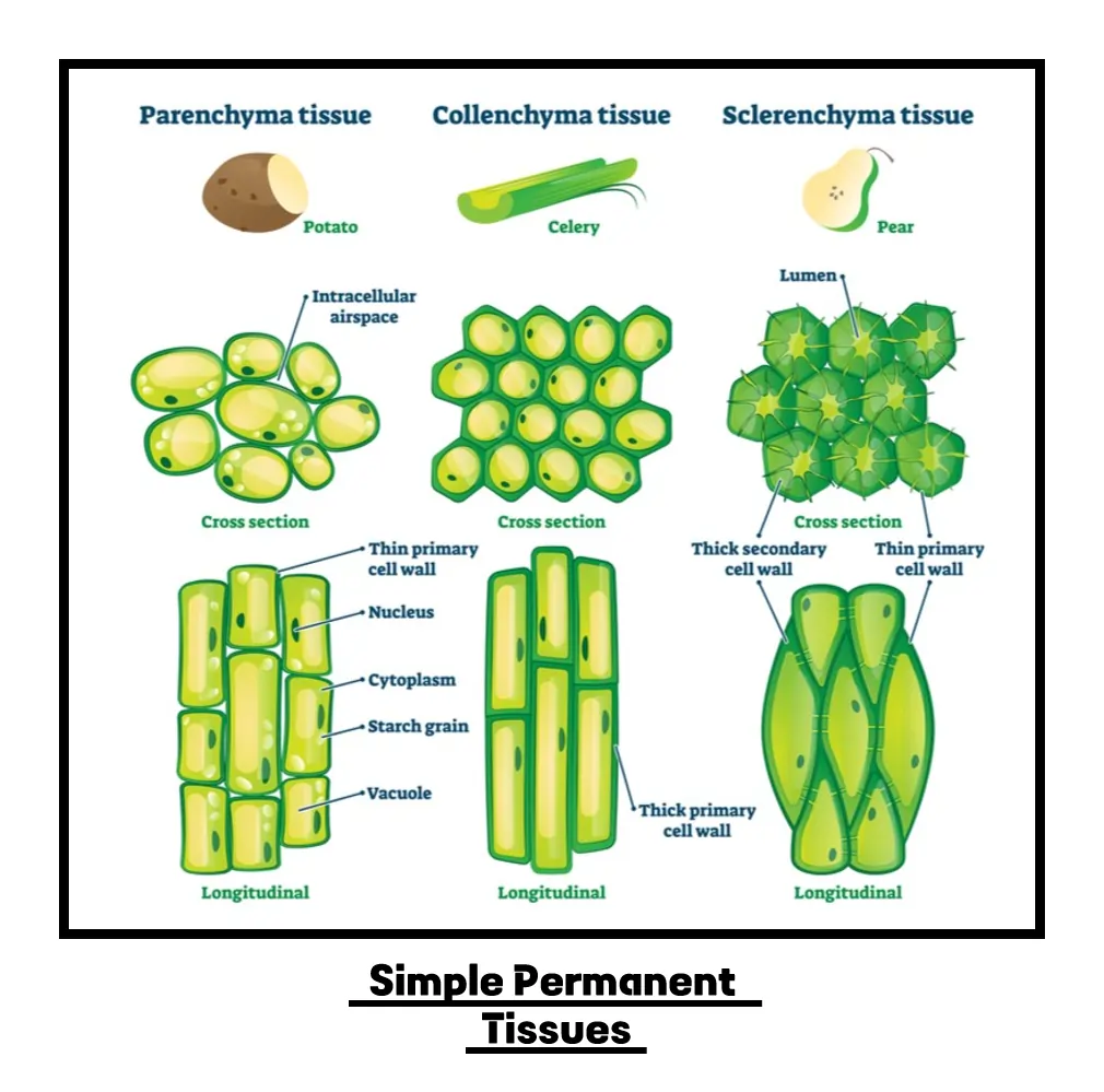 Simple Permanent Tissues: Parenchyma, Collenchyma, and Sclerenchyma Simple Permanent Tissues: Parenchyma, Collenchyma, and Sclerenchyma