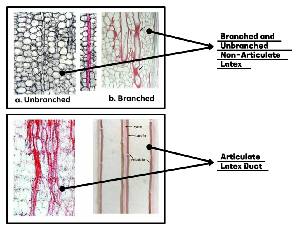 Special Permanent Tissues: Branched & Unbranched non-articulate latex & Articulate Latex Duct Special Permanent Tissues: Branched & Unbranched non-articulate latex & Articulate Latex Duct